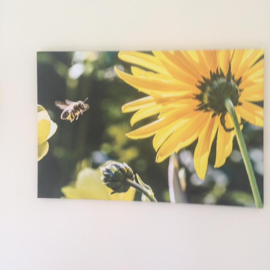 Bumblebee Βίλα Ντάρτμουθ Εξωτερικό φωτογραφία